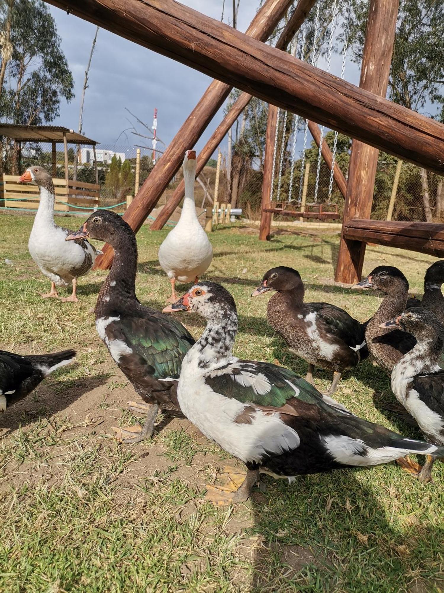 La Granja De Papa Alberto Puembo Bagian luar foto